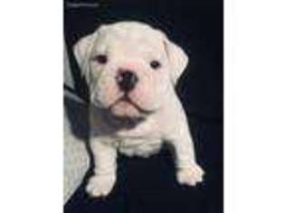 Bulldog Puppy for sale in Georgetown, KY, USA