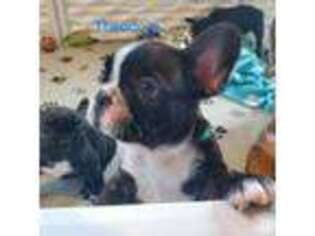 French Bulldog Puppy for sale in Clarksburg, MD, USA