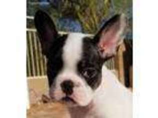 French Bulldog Puppy for sale in Yuma, AZ, USA