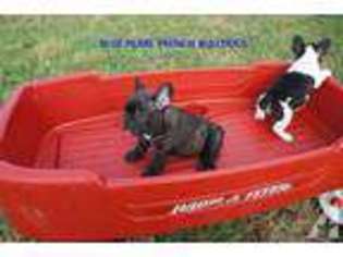 French Bulldog Puppy for sale in BLANCO, TX, USA