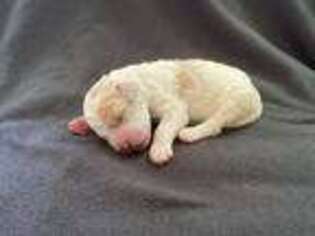 Mutt Puppy for sale in Barboursville, VA, USA