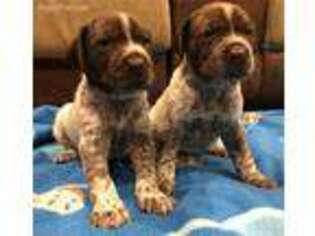 German Shorthaired Pointer Puppy for sale in Lockeford, CA, USA