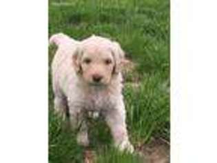 Goldendoodle Puppy for sale in Olney, IL, USA