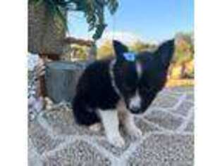 Shetland Sheepdog Puppy for sale in Corona, CA, USA