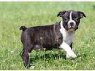 Boston Terrier Puppy for sale in Grand Rapids, MI, USA