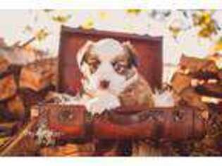 Pembroke Welsh Corgi Puppy for sale in Cottonwood, CA, USA