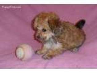 Yorkshire Terrier Puppy for sale in Seville, OH, USA