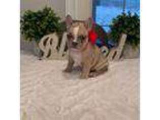 French Bulldog Puppy for sale in Florence, KY, USA