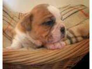 Olde English Bulldogge Puppy for sale in Waverly, TN, USA