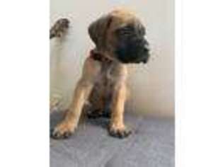Mastiff Puppy for sale in Carr, CO, USA