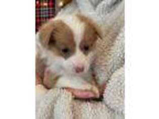 Pembroke Welsh Corgi Puppy for sale in Colbert, GA, USA