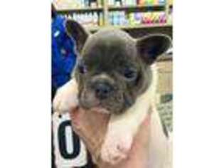 French Bulldog Puppy for sale in Peachland, NC, USA