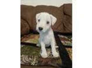 Jack Russell Terrier Puppy for sale in Pocahontas, IL, USA