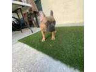 French Bulldog Puppy for sale in Orlando, FL, USA
