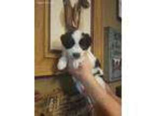 Border Collie Puppy for sale in Tucson, AZ, USA
