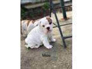 Bulldog Puppy for sale in Amite, LA, USA