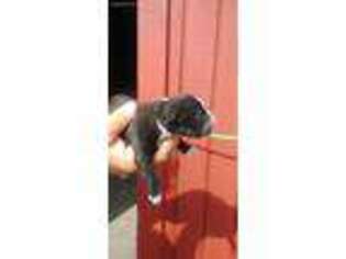 American Bulldog Puppy for sale in Hilliard, FL, USA