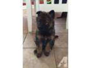 German Shepherd Dog Puppy for sale in HOCKLEY, TX, USA