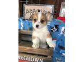 Pembroke Welsh Corgi Puppy for sale in Harrah, OK, USA