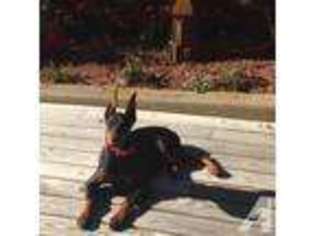 Doberman Pinscher Puppy for sale in ROGERS, AR, USA