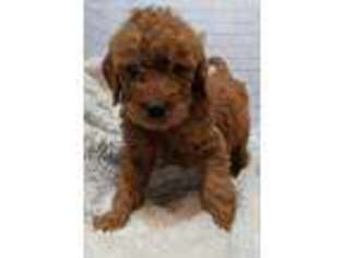 Goldendoodle Puppy for sale in Grafton, WV, USA