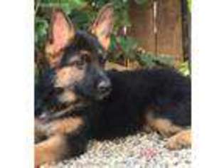 German Shepherd Dog Puppy for sale in Jackson, CA, USA