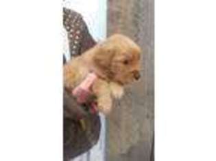 Golden Retriever Puppy for sale in Corvallis, MT, USA