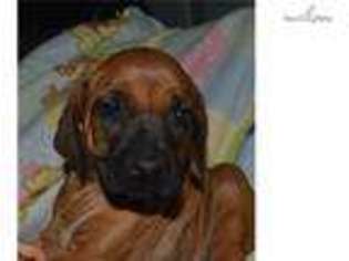 Rhodesian Ridgeback Puppy for sale in San Luis Obispo, CA, USA