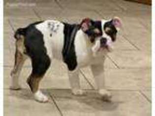 Olde English Bulldogge Puppy for sale in Somerville, AL, USA