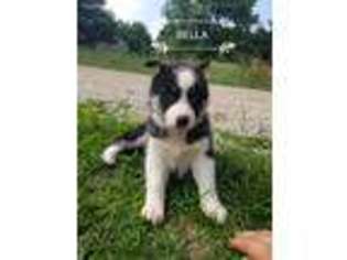 Siberian Husky Puppy for sale in Etna Green, IN, USA