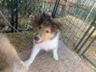 Collie Puppy for sale in Raymond, WA, USA