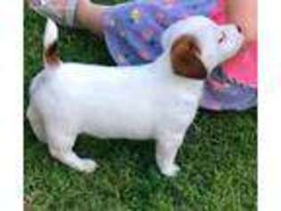 Jack Russell Terrier Puppy for sale in Binger, OK, USA