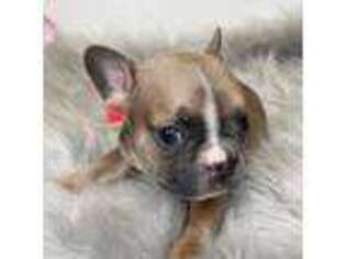 French Bulldog Puppy for sale in Orange City, IA, USA