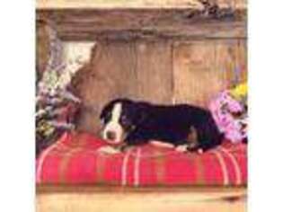 Greater Swiss Mountain Dog Puppy for sale in Poultney, VT, USA
