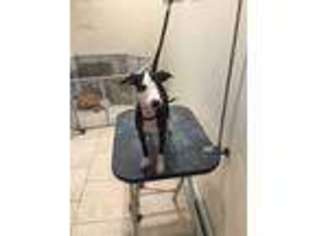 Italian Greyhound Puppy for sale in Quincy, MA, USA