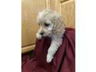 Cavapoo Puppy for sale in Dresser, WI, USA