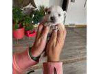 West Highland White Terrier Puppy for sale in Nunn, CO, USA