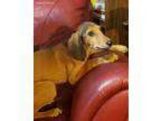 Saluki Puppy for sale in Tallahassee, FL, USA