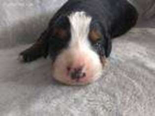 Bernese Mountain Dog Puppy for sale in Pottsville, PA, USA