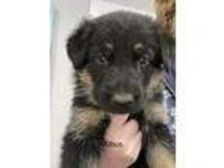 German Shepherd Dog Puppy for sale in Rock Hill, SC, USA