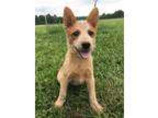Australian Cattle Dog Puppy for sale in Campbellsville, KY, USA