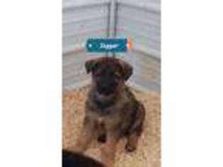 German Shepherd Dog Puppy for sale in Alma, MI, USA