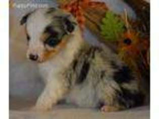 Miniature Australian Shepherd Puppy for sale in Cabool, MO, USA