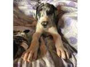 Great Dane Puppy for sale in Dexter City, OH, USA