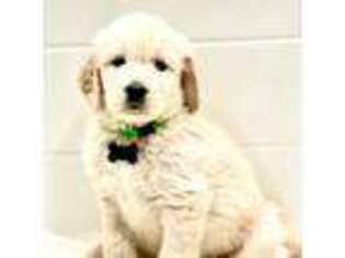 Goldendoodle Puppy for sale in Dana Point, CA, USA