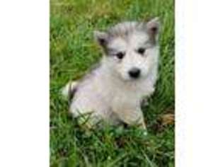 Alaskan Malamute Puppy for sale in Bushnell, IL, USA