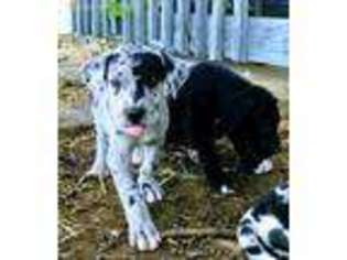Great Dane Puppy for sale in Henrietta, TX, USA