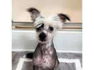 Chinese Crested Puppy for sale in Dunn, NC, USA
