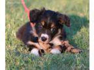 Australian Shepherd Puppy for sale in Mcloud, OK, USA