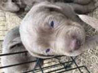 Labrador Retriever Puppy for sale in San Angelo, TX, USA